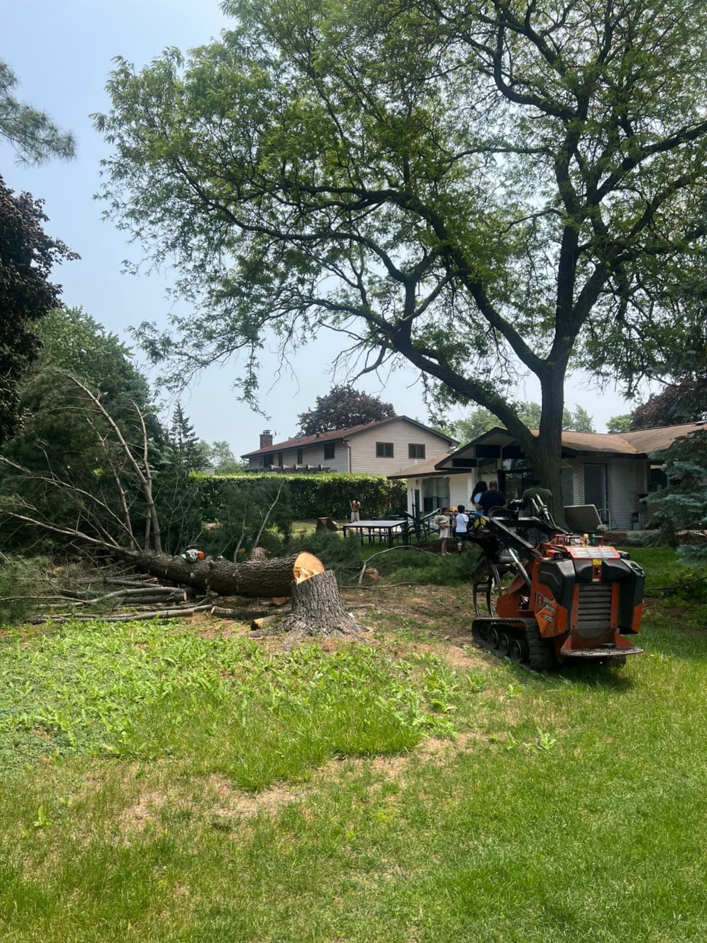 Tree Removal Site Preparation image 1
