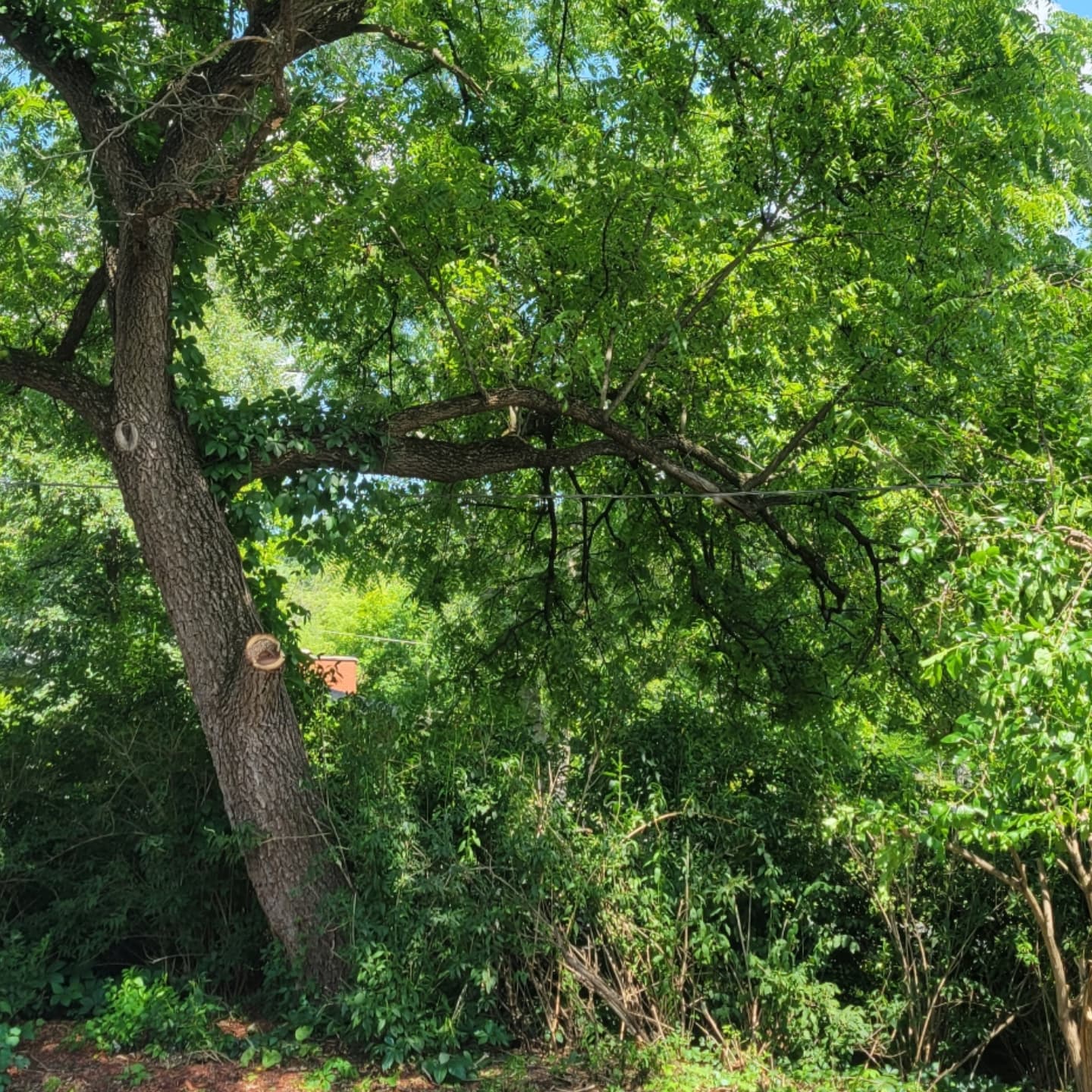 Three-Tree Removal and Property-Line Pruning image 6