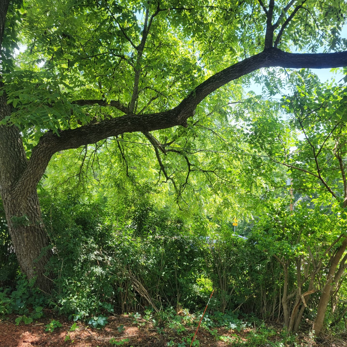 Three-Tree Removal and Property-Line Pruning image 5