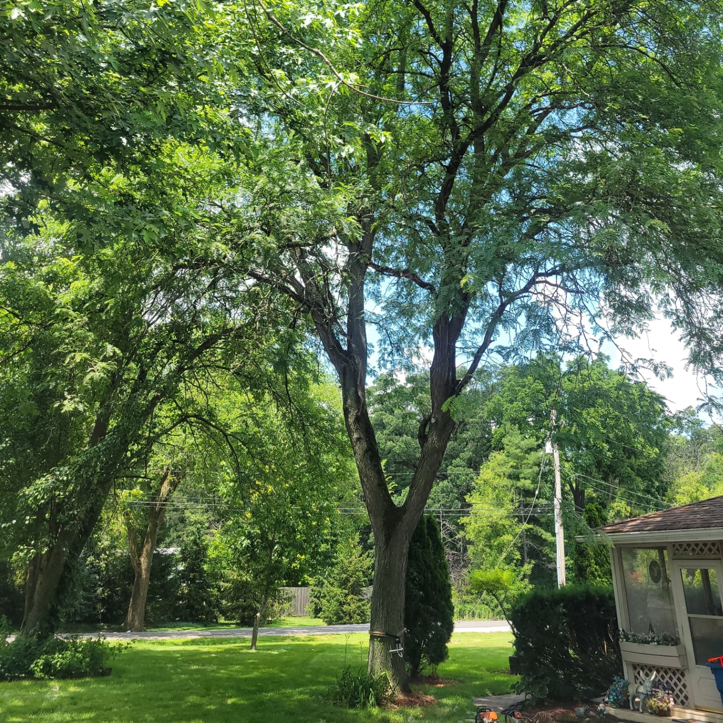 Three-Tree Removal and Property-Line Pruning image 1